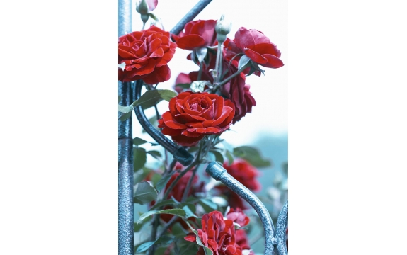 Фотообои MP-2-00081 Красные розы на изгороди