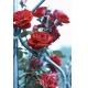 Фотообои MP-2-00081 Красные розы на изгороди №1
