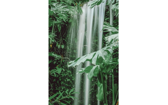 Фотообои FTP-2-01-00003 Водопад в джунглях, тропическая монстера