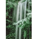Фотообои FTP-2-01-00003 Водопад в джунглях, тропическая монстера №1