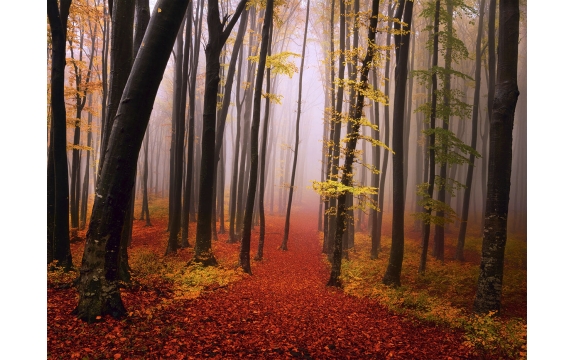 Фотообои FTP-4-01-00010 Туманная осень в лесу