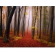 Фотообои FTP-4-01-00010 Туманная осень в лесу №1
