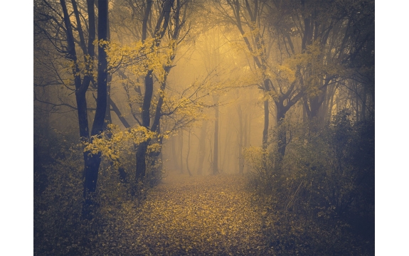 Фотообои FTP-4-01-00013 Лес в тумане, осенние деревья