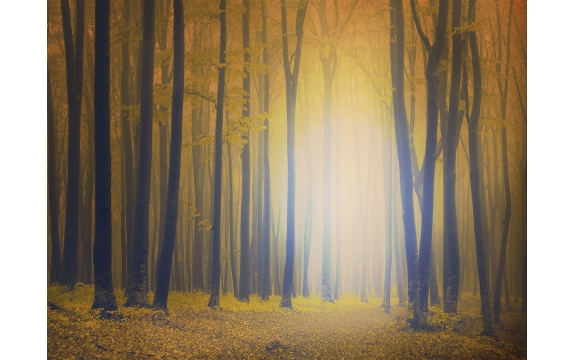 Фотообои FTP-4-01-00016 Осенний лес в тумане, силуэты деревьев