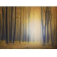 Фотообои FTP-4-01-00016 Осенний лес в тумане, силуэты деревьев №1
