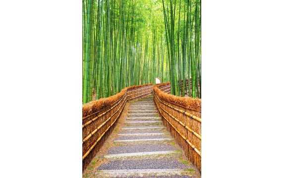 Фотообои FTP-2-01-00020 Лестница в бамбуковом лесу
