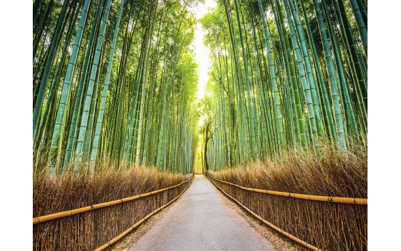 Фотообои FTP-4-01-00020 Бамбуковый лес в Японии, тропинка через парк
