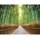 Фотообои FTP-4-01-00020 Бамбуковый лес в Японии, тропинка через парк №1
