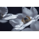 Фотообои MXL-00036 Черно-белые цветы на темном фоне, белые анемоны №1