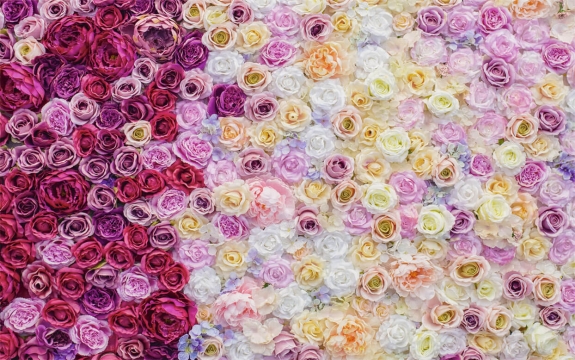 Фотообои FTXL-06-00025 Розы, стена из цветов
