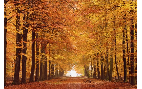 Фотообои FTL-01-00048 Осенний лес в парке, природа в ярких красках