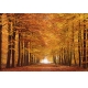 Фотообои FTL-01-00048 Осенний лес в парке, природа в ярких красках №1