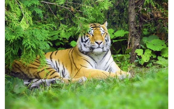 Фотообои FTL-03-00015 Тигр под деревом