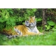 Фотообои FTL-03-00015 Тигр под деревом №1
