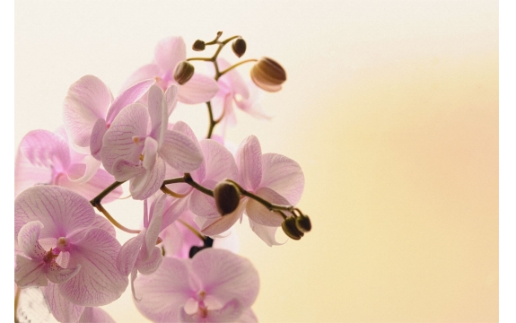 Фотообои FTL-06-00064 Орхидеи на бежевом фоне