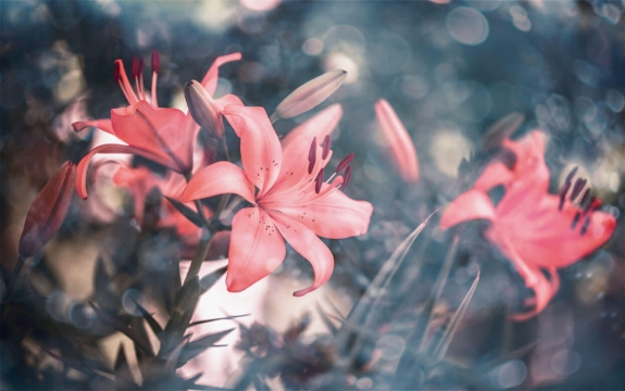 Фотообои MXL-00046 Розовые лилии в саду