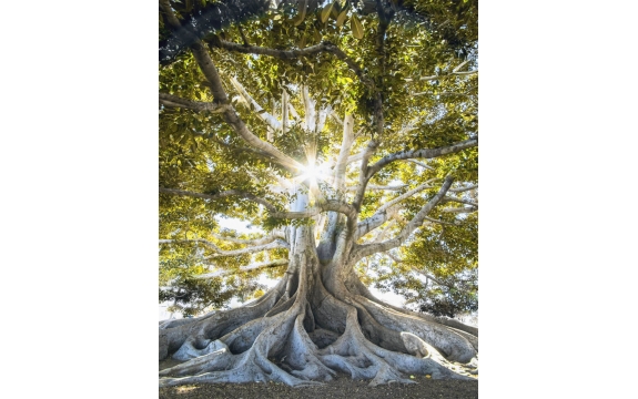 Фотообои FTVV-01-00029 Старое лесное дерево в лучах солнца