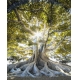 Фотообои FTVV-01-00029 Старое лесное дерево в лучах солнца №1