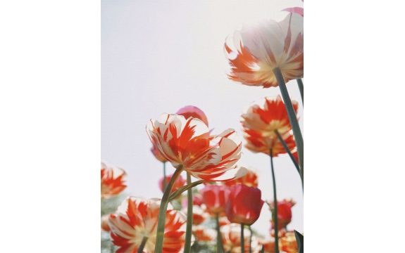 Фотообои FTVV-06-00007 Тюльпаны под солнцем, яркие цветы