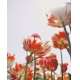 Фотообои FTVV-06-00007 Тюльпаны под солнцем, яркие цветы №1