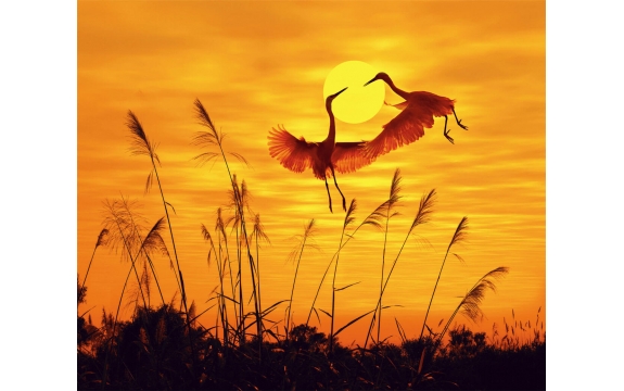 Фотообои FTX-03-00004 Танец журавлей на закате, птицы и природа
