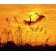 Фотообои FTX-03-00004 Танец журавлей на закате, птицы и природа №1