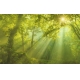 Фотообои FTXL-01-00097 Солнечный лес в тумане, утренняя природа №1
