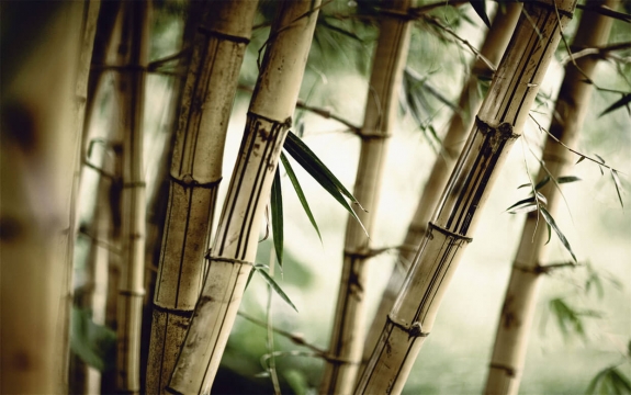 Фотообои FTXL-01-00099 Старый бамбуковый лес