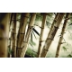 Фотообои FTXL-01-00099 Старый бамбуковый лес №1