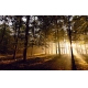 Фотообои FTXL-01-00100 Рассвет в осеннем лесу, природа в тумане №1