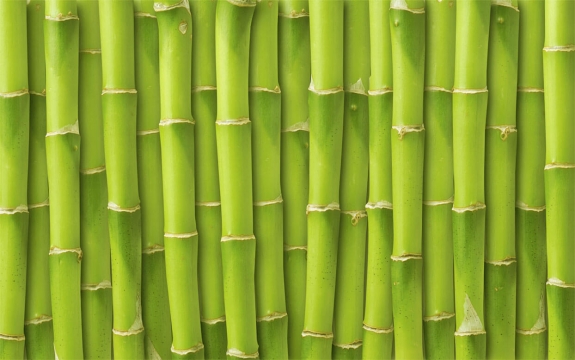 Фотообои FTXL-01-00101 Стена из зеленых стеблей бамбука