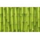 Фотообои FTXL-01-00101 Стена из зеленых стеблей бамбука №1