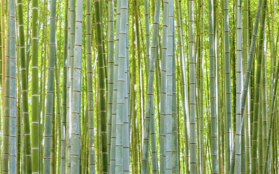 Фотообои FTXL-01-00102 Старый бамбуковый лес