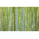 Фотообои FTXL-01-00102 Старый бамбуковый лес №1