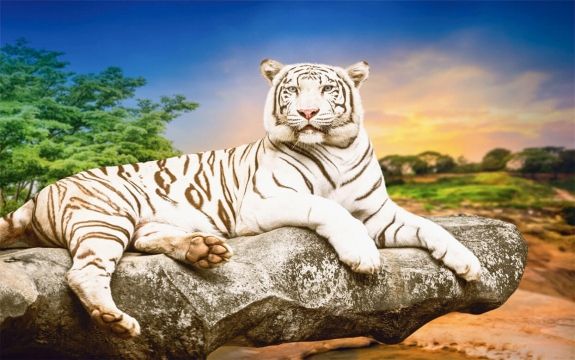 Фотообои FTXL-03-00002 Белый тигр на камне