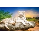 Фотообои FTXL-03-00002 Белый тигр на камне №1