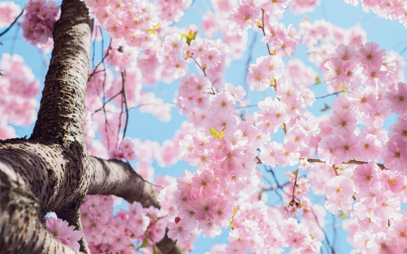 Фотообои FTXL-06-00030 Цветущее дерево сакуры
