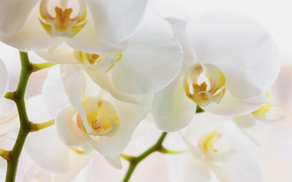 Фотообои FTXL-06-00032 Белая орхидея, большие цветы