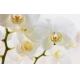 Фотообои FTXL-06-00032 Белая орхидея, большие цветы №1
