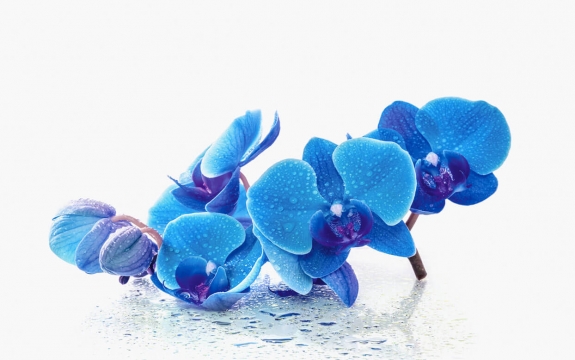Фотообои FTXL-06-00033 Голубые орхидеи на белом фоне