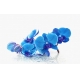 Фотообои FTXL-06-00033 Голубые орхидеи на белом фоне №1
