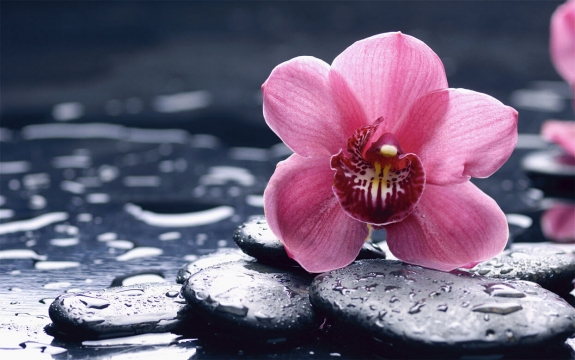 Фотообои FTXL-06-00034 Цветок розовой орхидеи на камнях