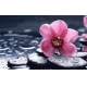 Фотообои FTXL-06-00034 Цветок розовой орхидеи на камнях №1