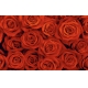 Фотообои FTXL-06-00035 Большие красные розы №1