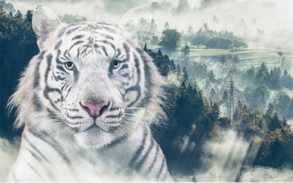 Фотообои MXL-00200 Тигр на фоне туманного леса