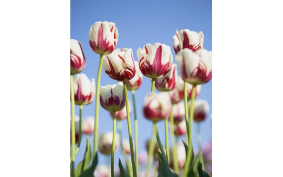 Фотообои FTVV-06-00008 Тюльпаны в красно-белых тонах