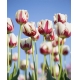 Фотообои FTVV-06-00008 Тюльпаны в красно-белых тонах №1