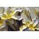 Фотообои 3D FTXL-09-00211 Барельеф елтые лилии на штукатурке под лепнину №1