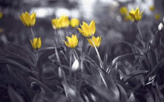 Фотообои MXL-00060 Желтые тюльпаны в черно-белых тонах