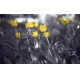 Фотообои MXL-00060 Желтые тюльпаны в черно-белых тонах №1